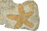 Feathery Starfish Fossil With Carpoids & Trilobite Heads #252154-1